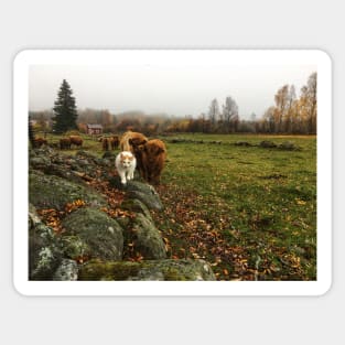 Scottish Highland Cattle Calves and Cat 1837 Sticker